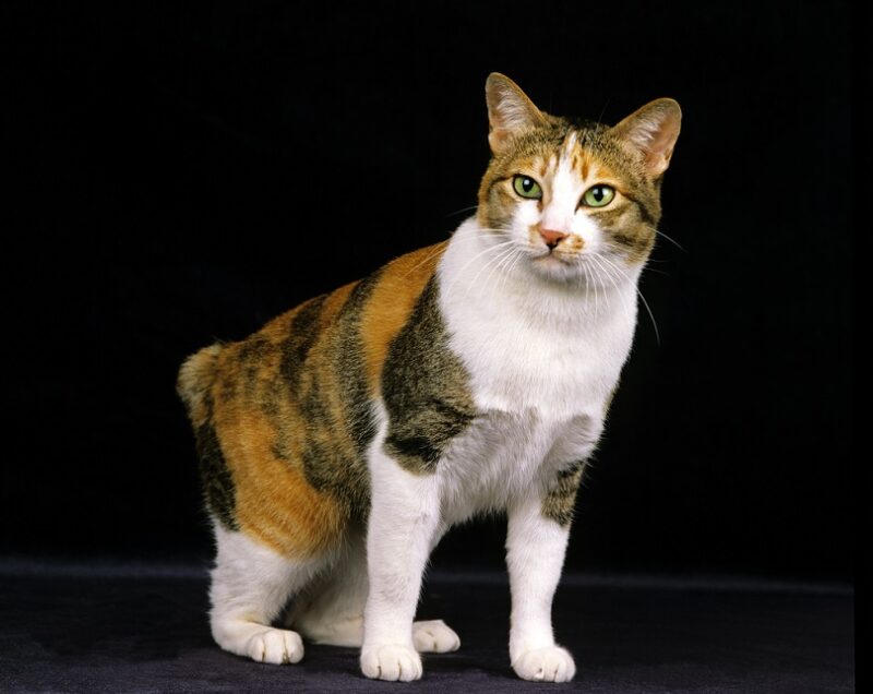 Japanese Bobtail Cat Breeds Information Japanese Bobtail Cat Breeds Information