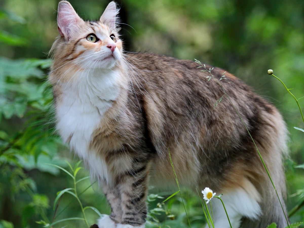Norwegian Forest Cat Breeds Guide
