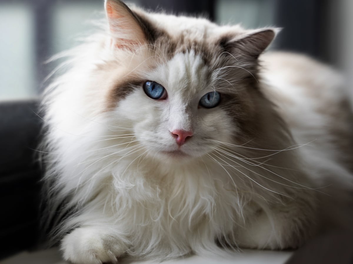Ragdoll Cat Breeds Explained Ragdoll Cat Breeds Explained