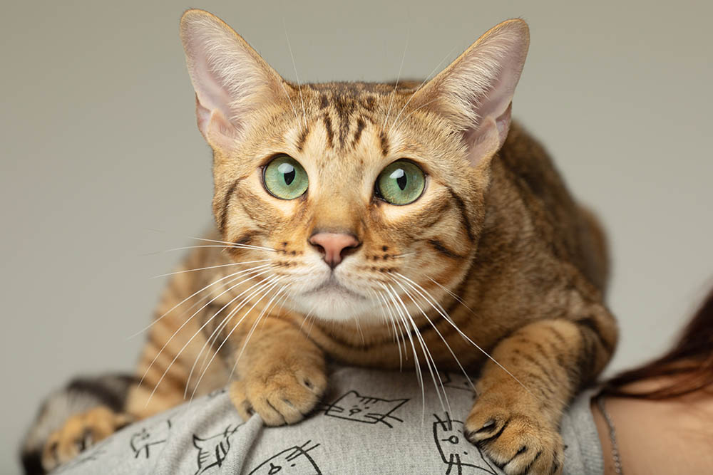 Serengeti Cat Breeds Guide Serengeti Cat Breeds Guide