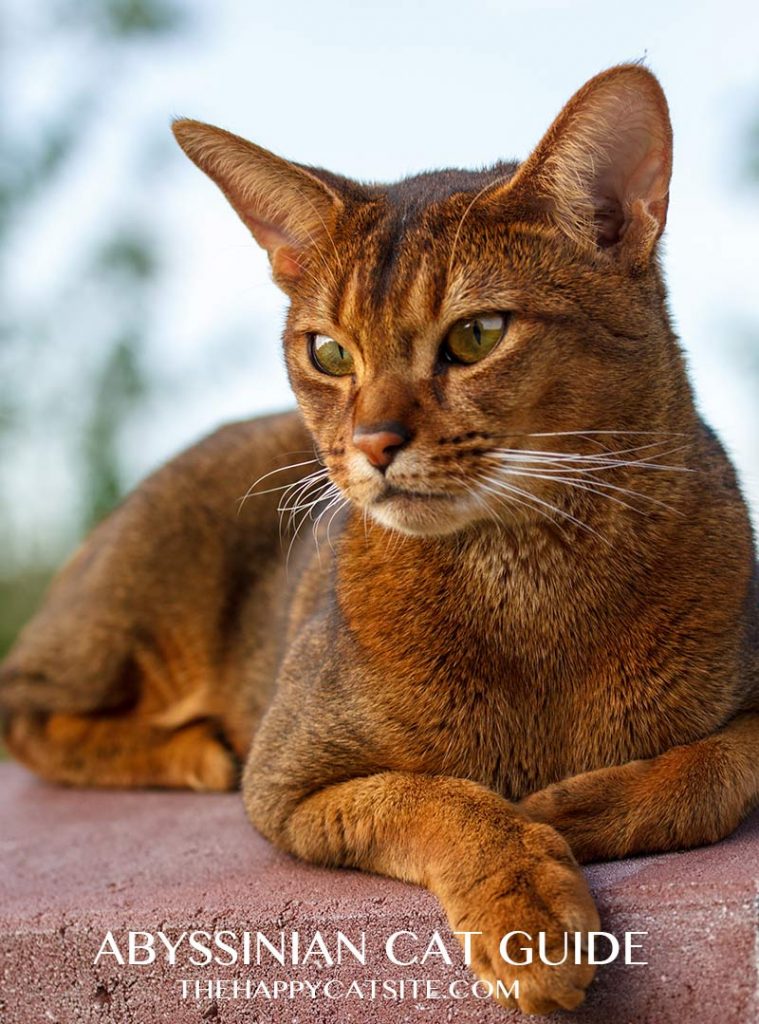 Abyssinian Cat Breeds Overview