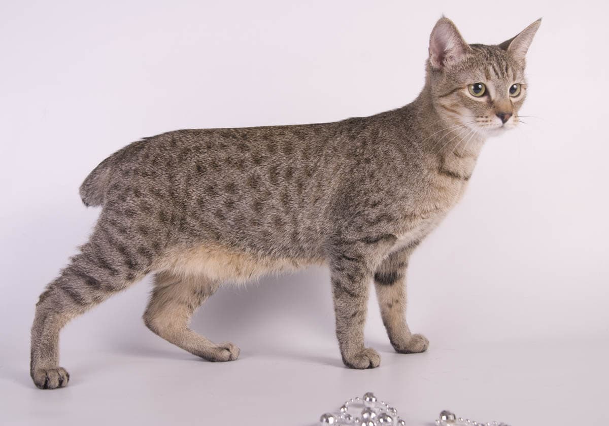 American Bobtail Cat Breeds Overview