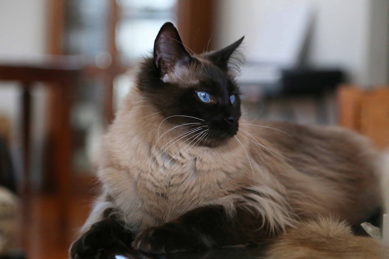 Balinese Cat Breeds Features Balinese Cat Breeds Features