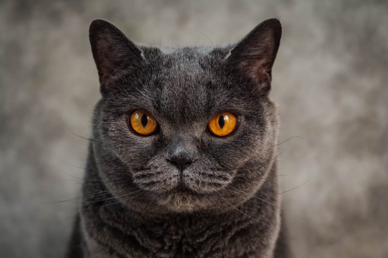 British Shorthair Cat Breeds Profile British Shorthair Cat Breeds Profile