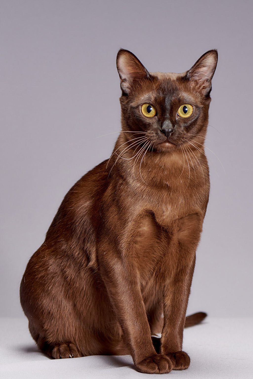 Burmese Cat Breeds Details