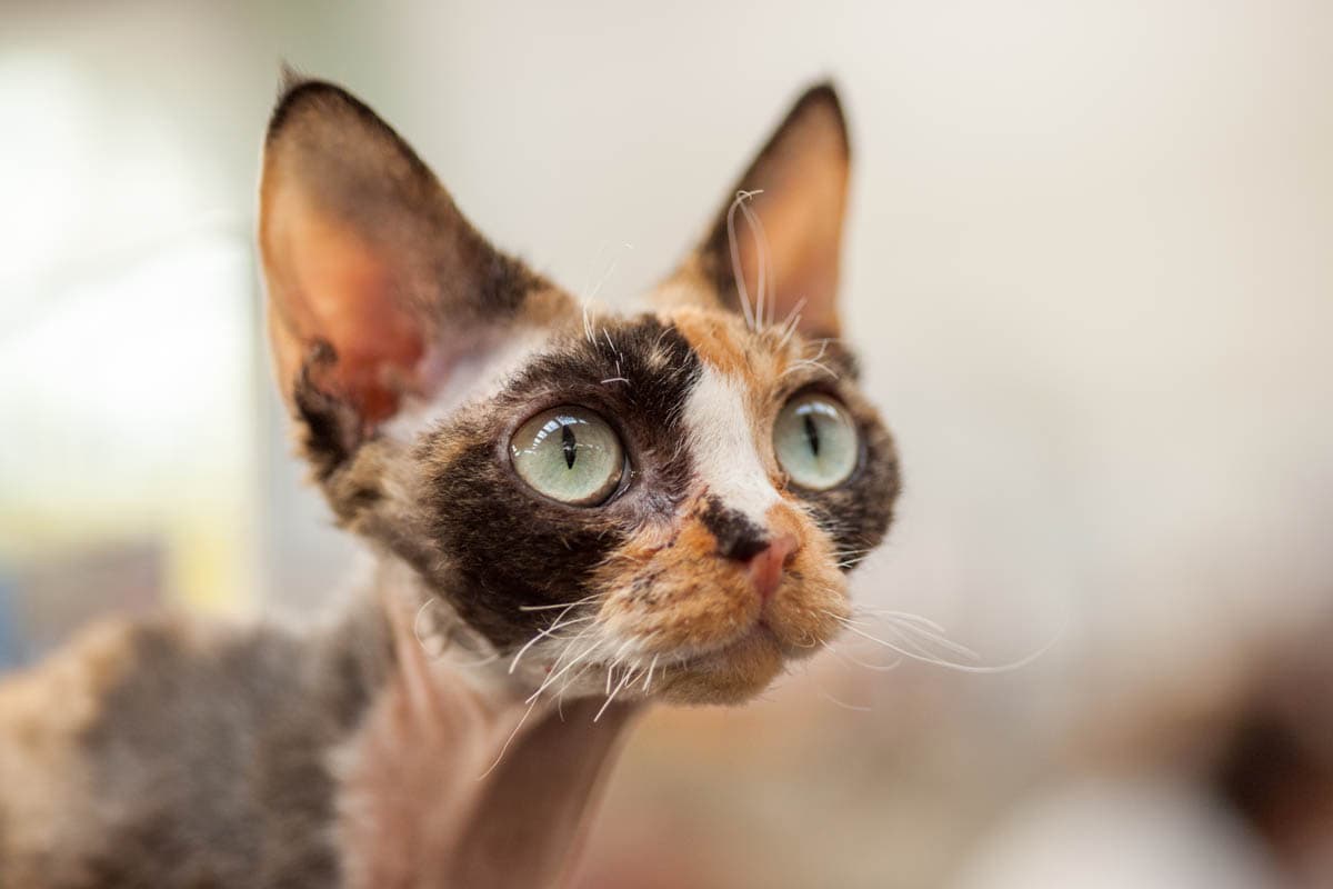 Devon Rex Cat Breeds Profile Devon Rex Cat Breeds Profile