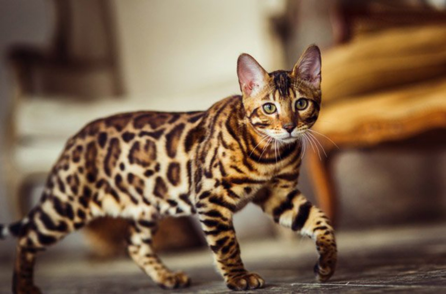 Cheetoh Cat Breeds Insights