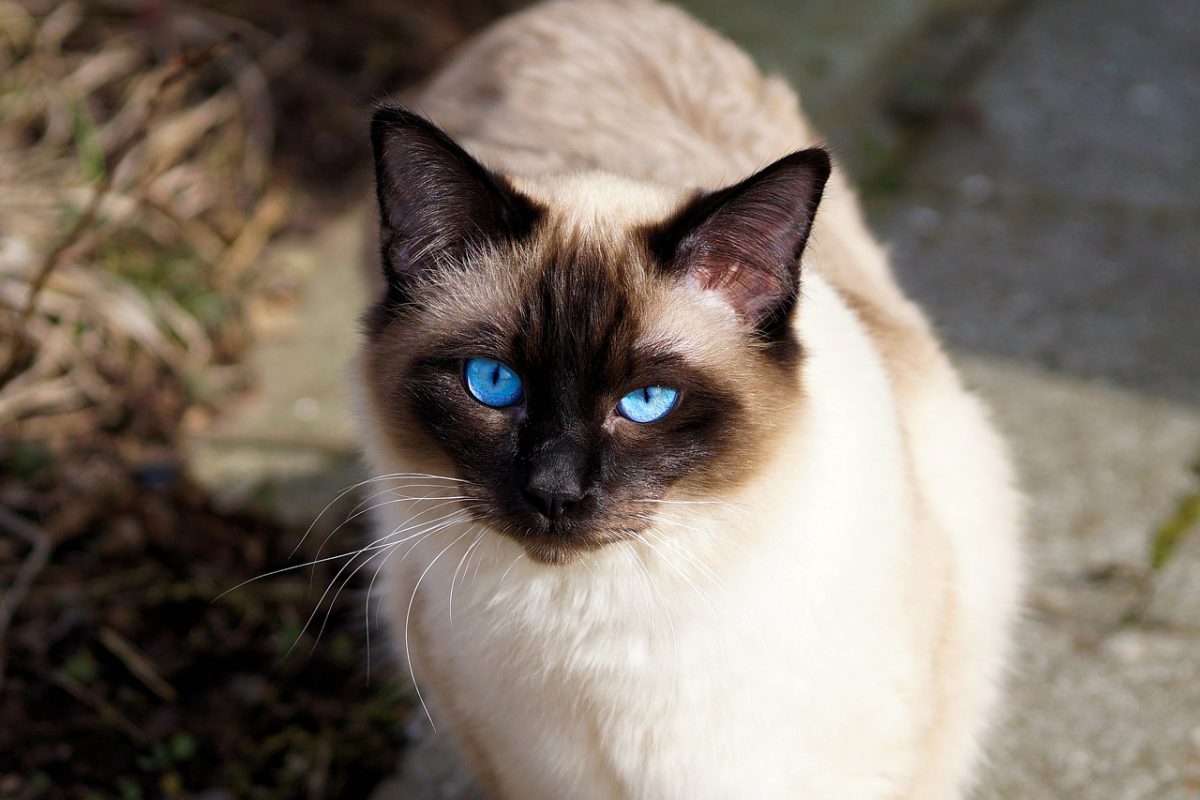 Siamese Cat Breeds Guide